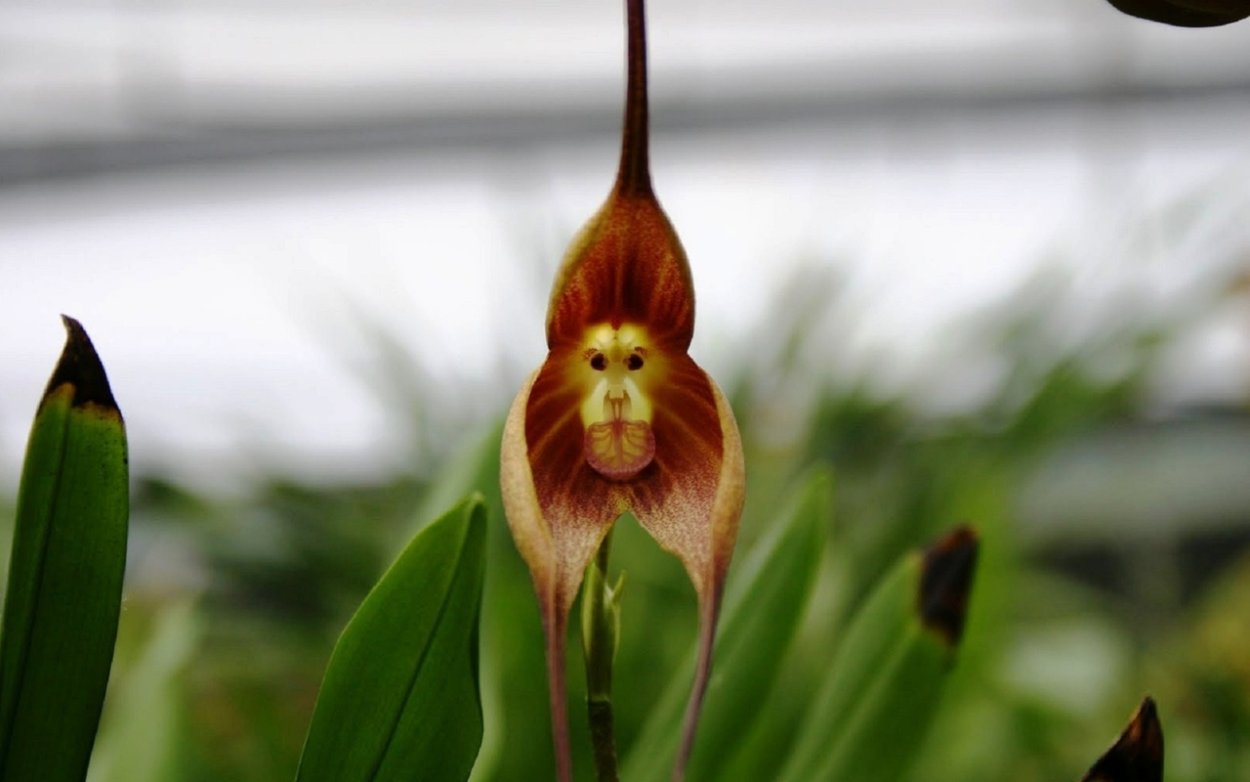 Орхидея-обезьяна, Обезьяний Дракула