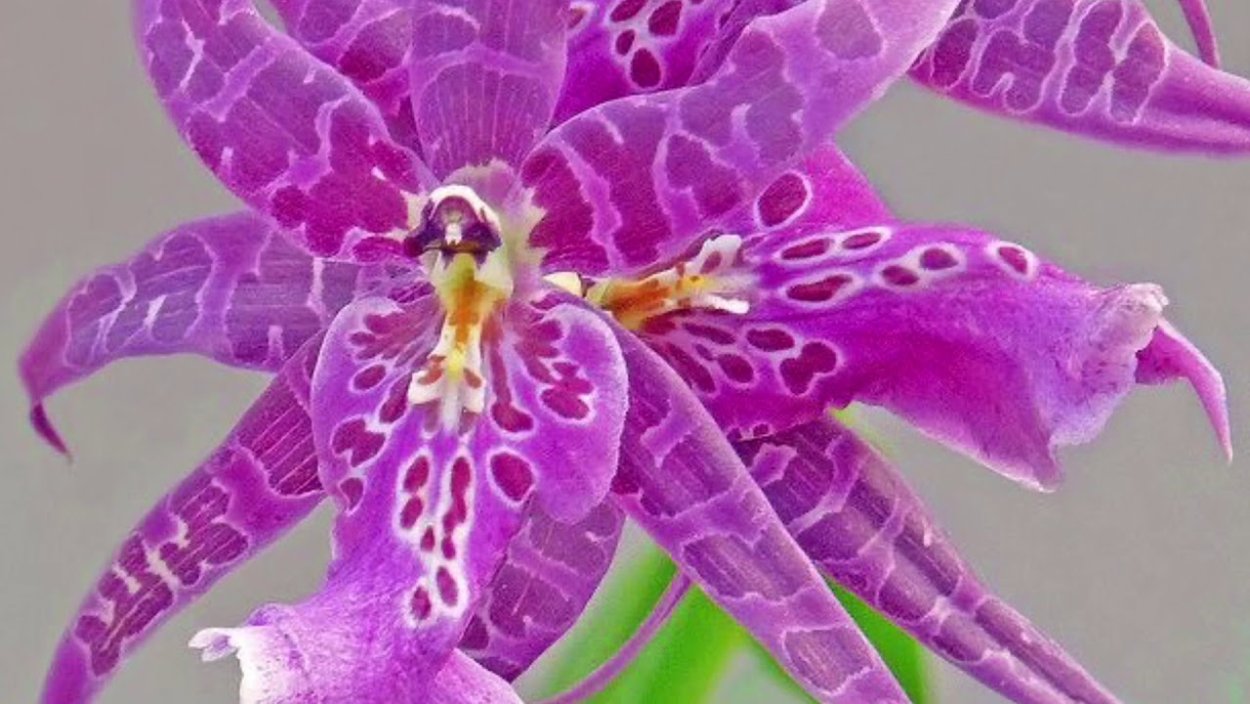 Орхидея ятрышник итальянский