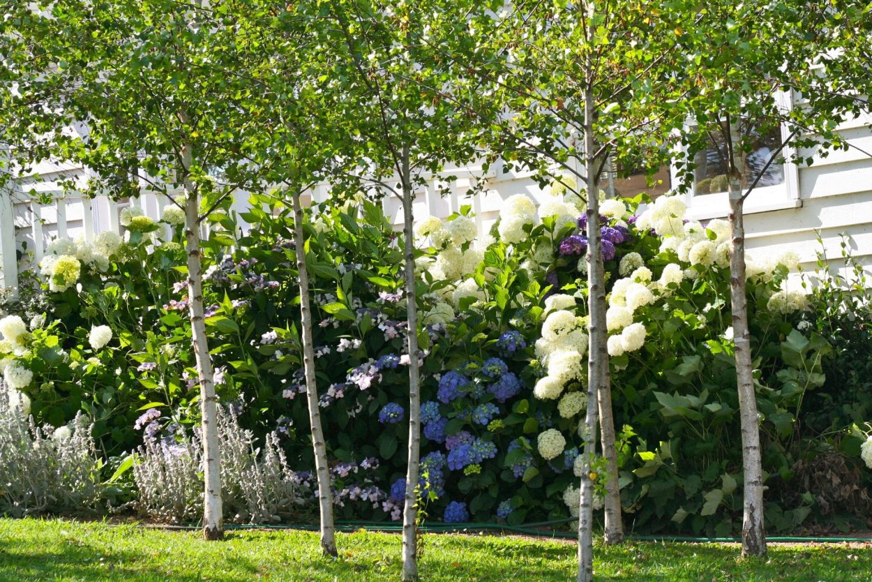 Ива белая плакучая Тристис