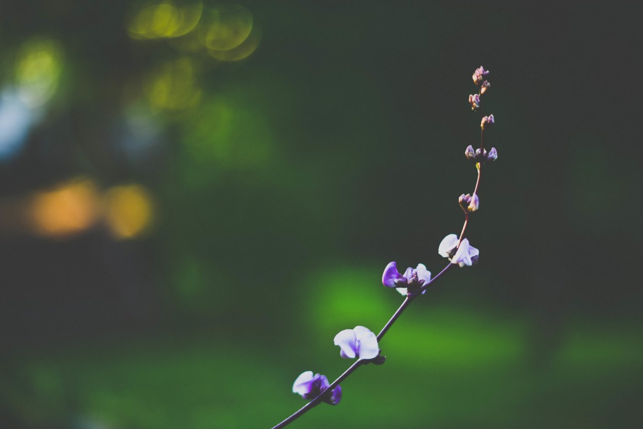 Маленькие цветочки на ветке