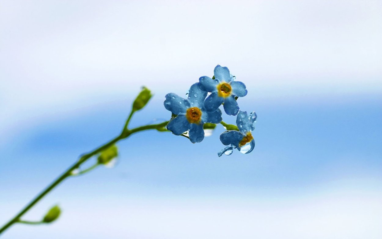 Веточка незабудки