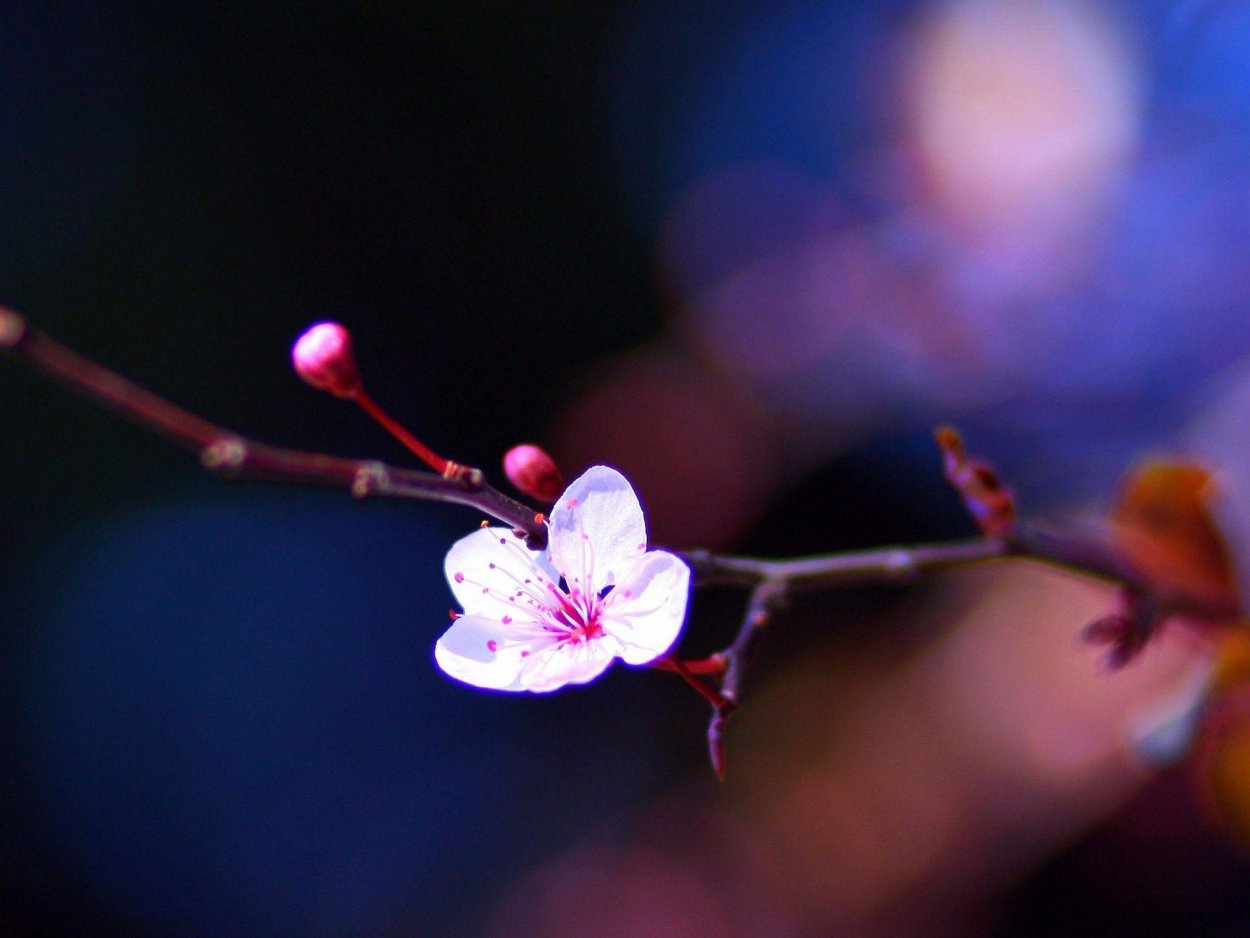 Ветка Сакуры