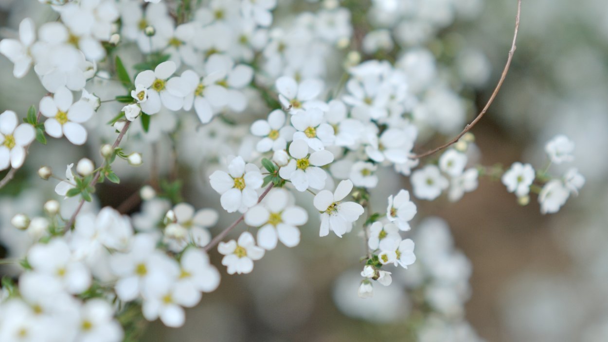Гипсофила цветение