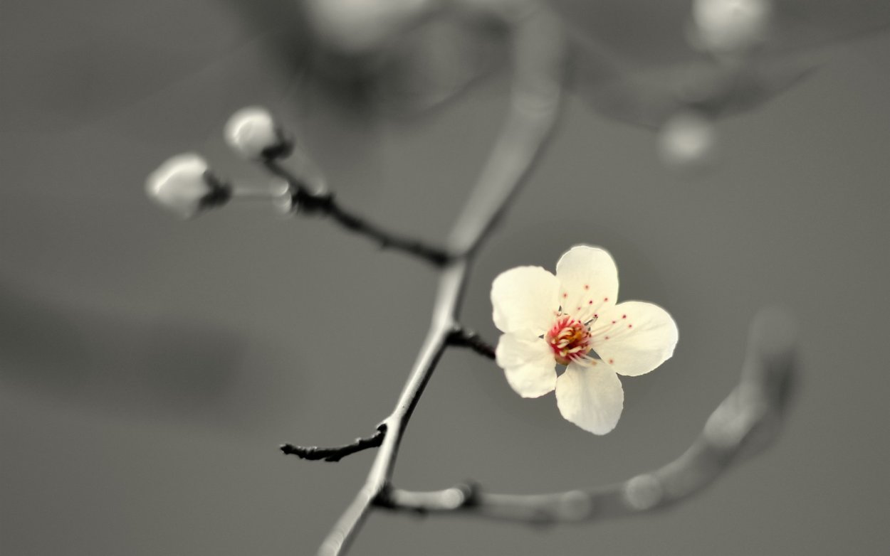 Маленькие цветочки на веточке