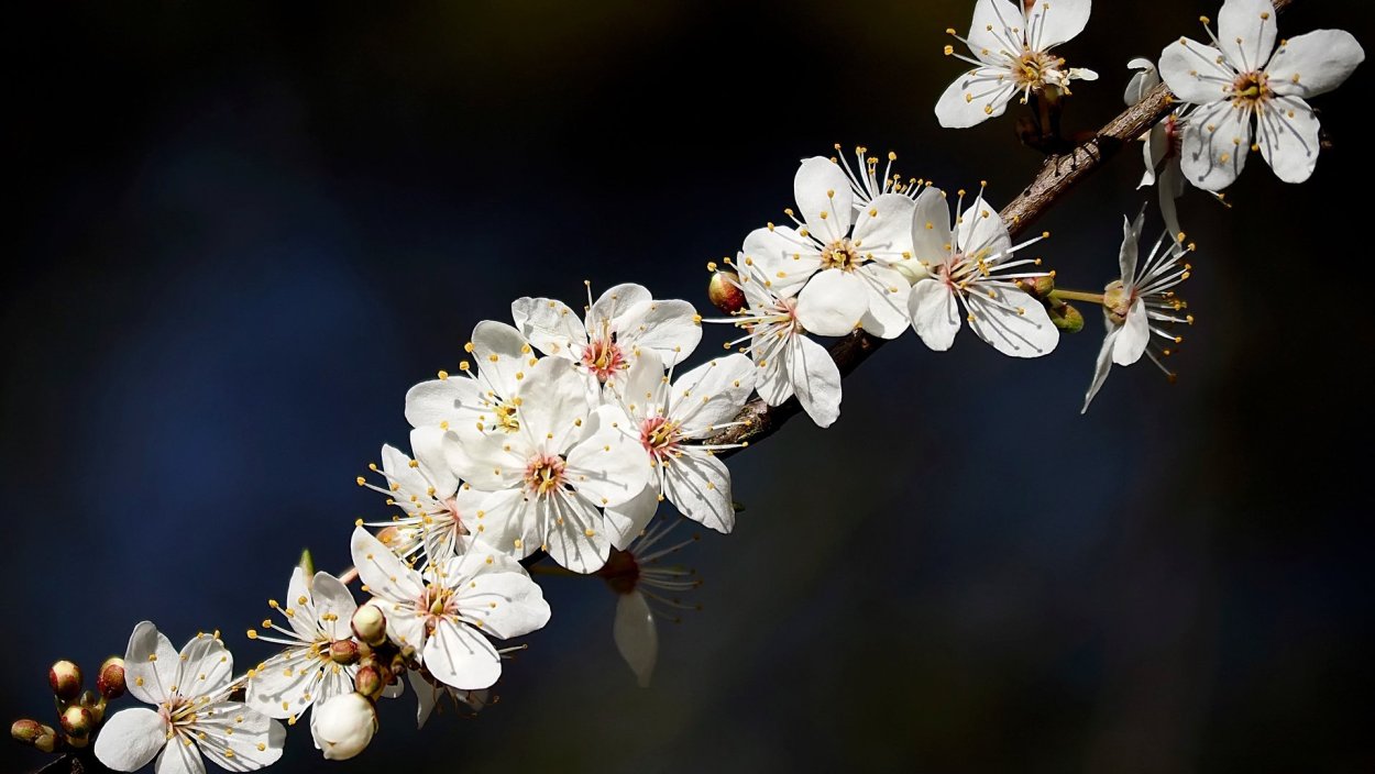 Нежный цветок в гипсофила