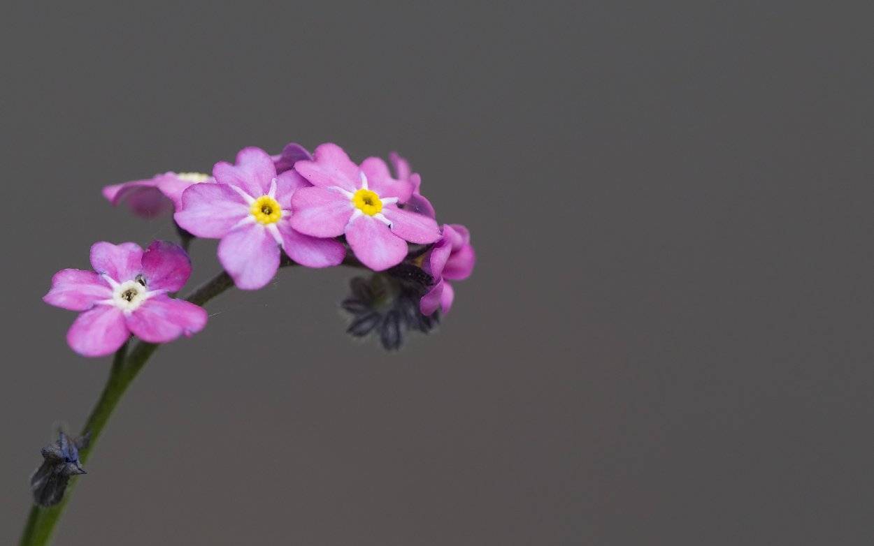 Ветка с мелкими сиреневыми цветочками