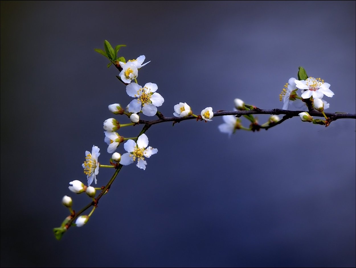 Растения Эстетика