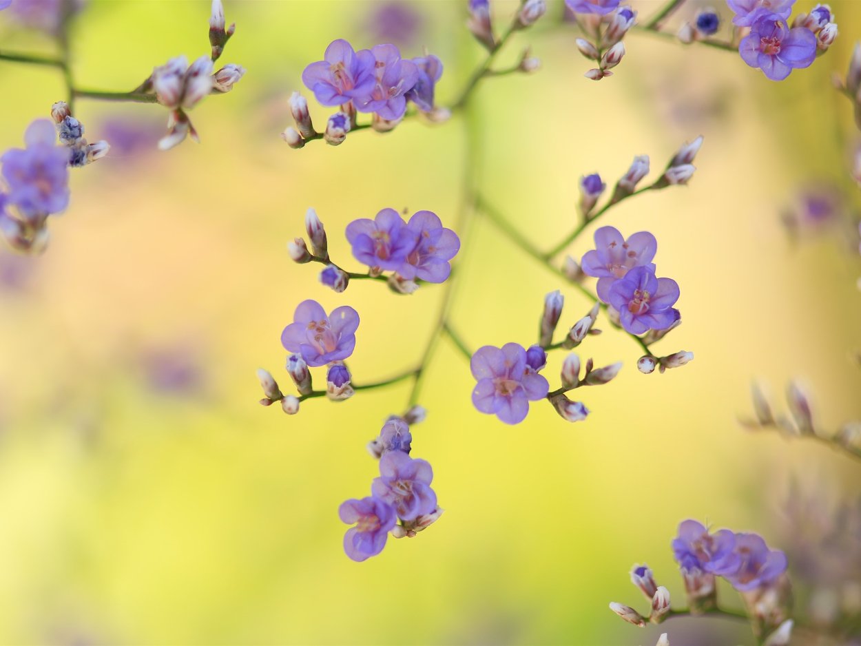 Нежные розовые цветы