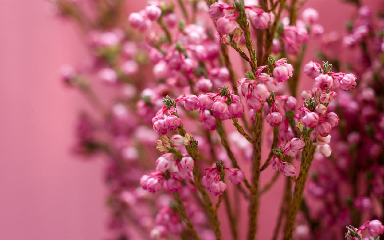 Мелкие белые цветы