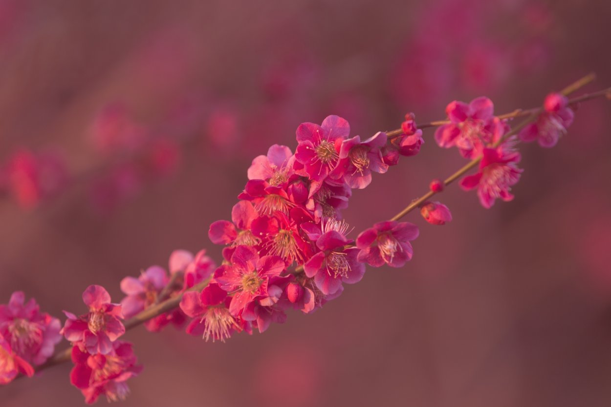 Ветка цветущего урюка