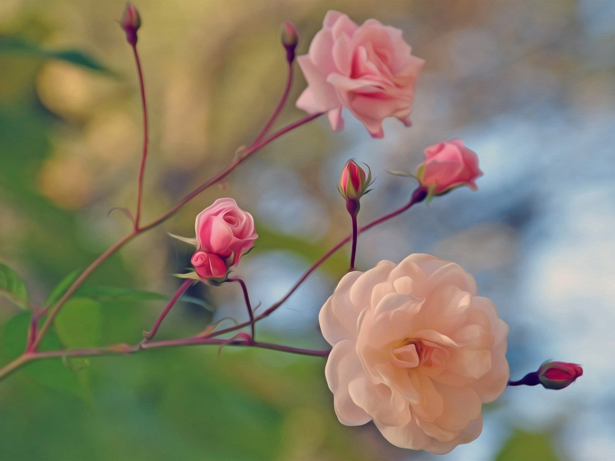 Черри блоссом чб