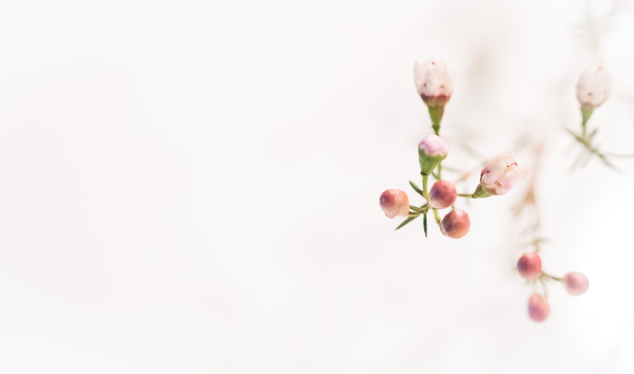 Рассыпанные розы