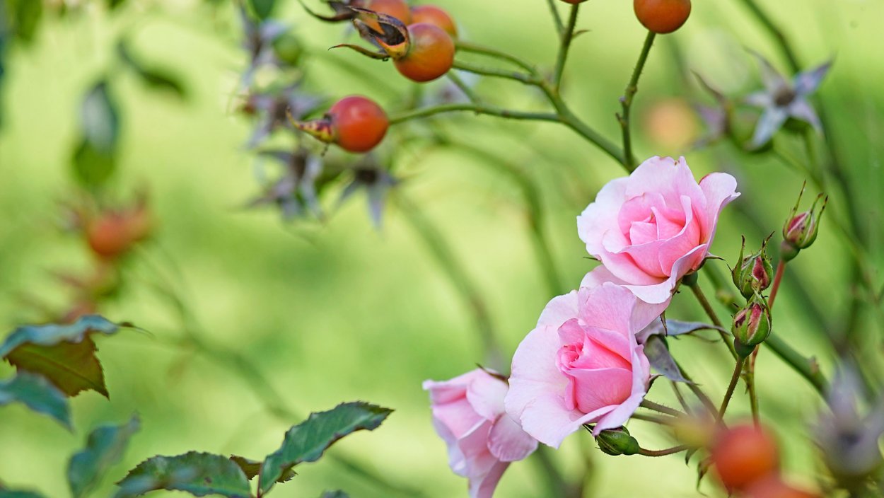 Фотообои весенние цветы