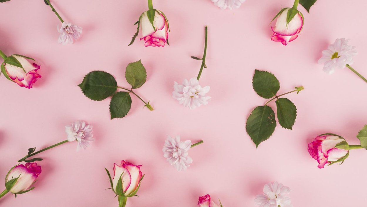 Ветки шиповника на Розе