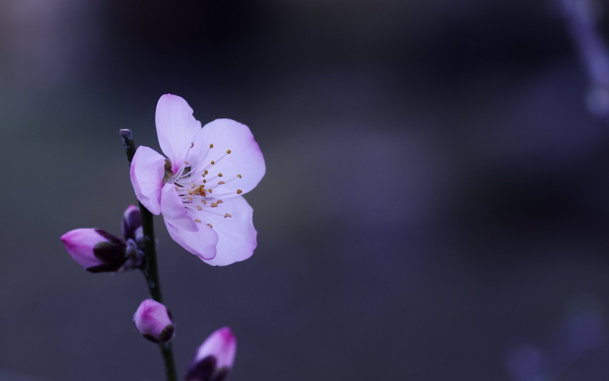 Гипсофила розовая