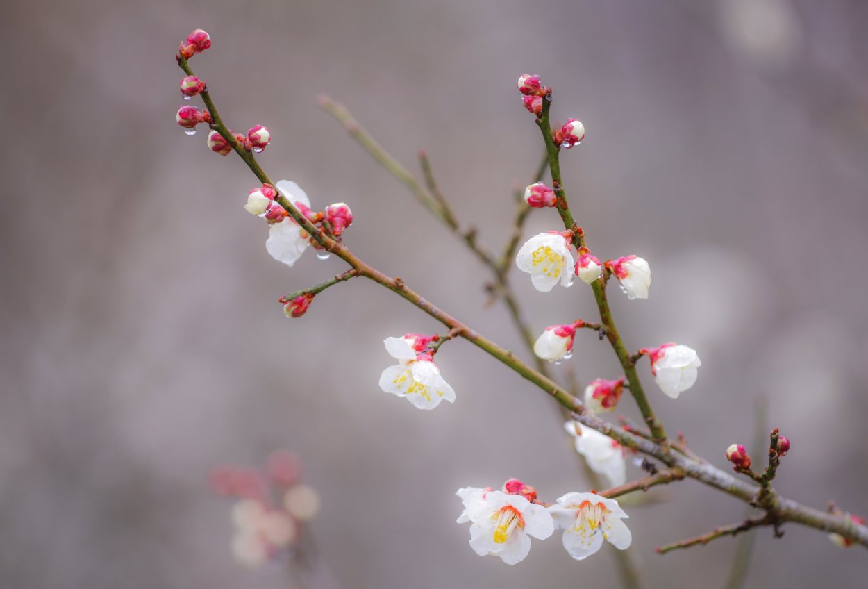 Фон маленькие цветочки