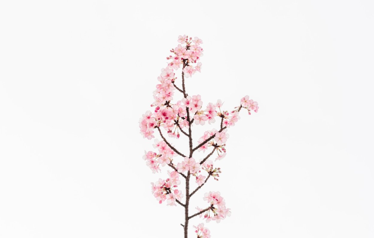 Птица на цветущей ветке