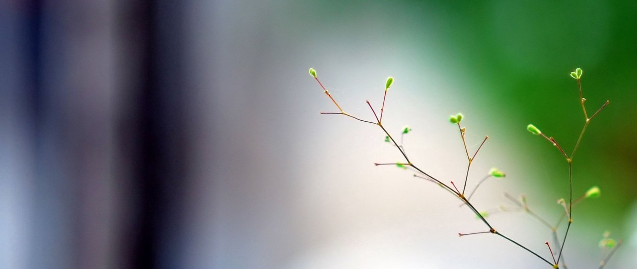 Wallpapers сухоцветы