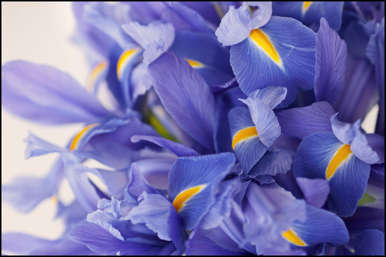 Яркие цветы