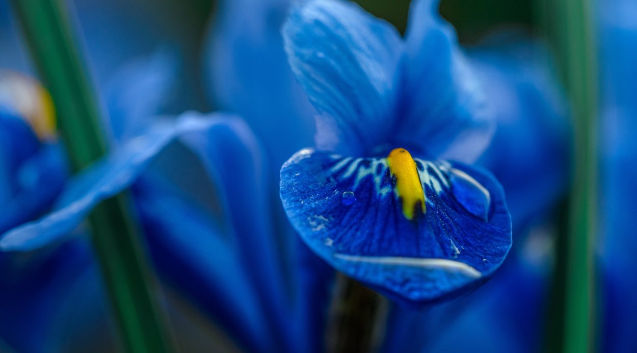 Синие цветы