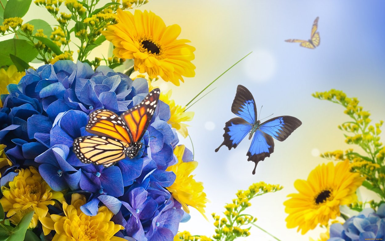 Желто голубые цветы