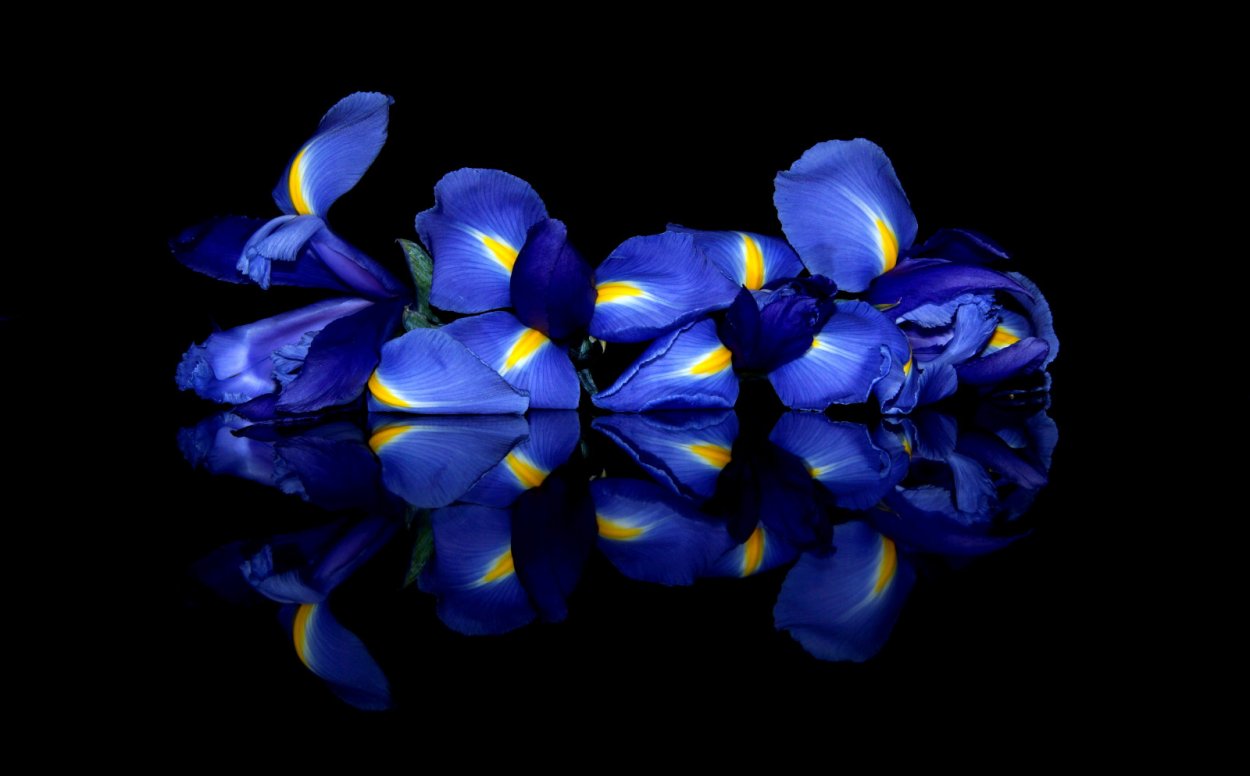 Желто синие цветы