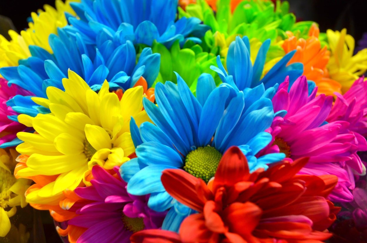 Желто синие цветы