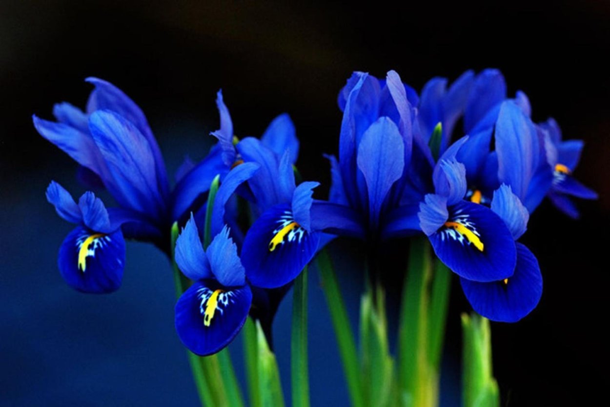 Желто синие цветы