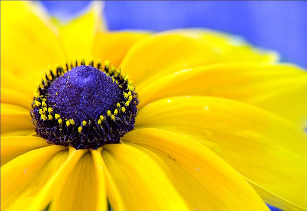 Сине желтая свадьба