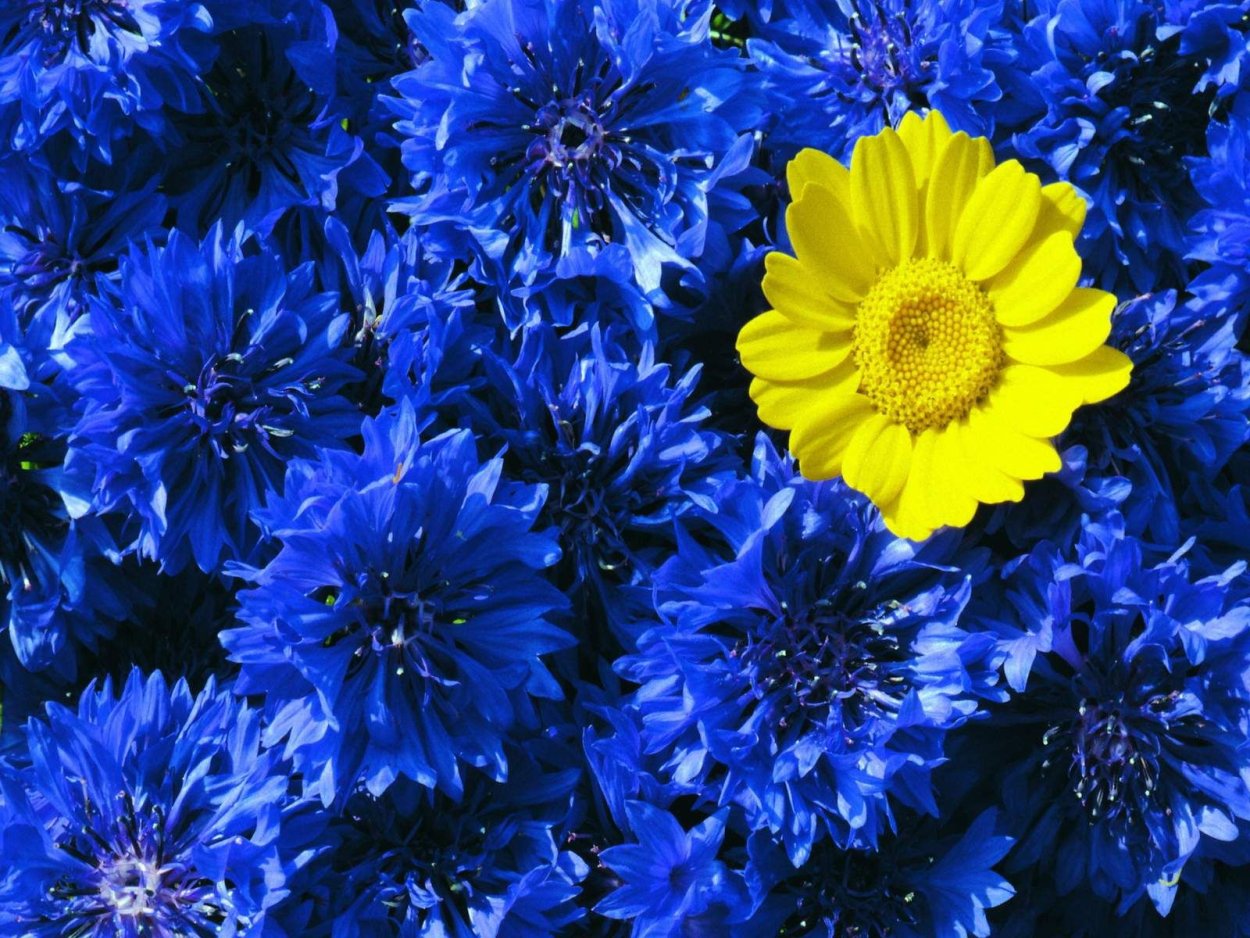 Желтые и голубые розы