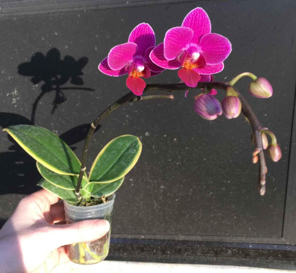 Фаленопсис Feline