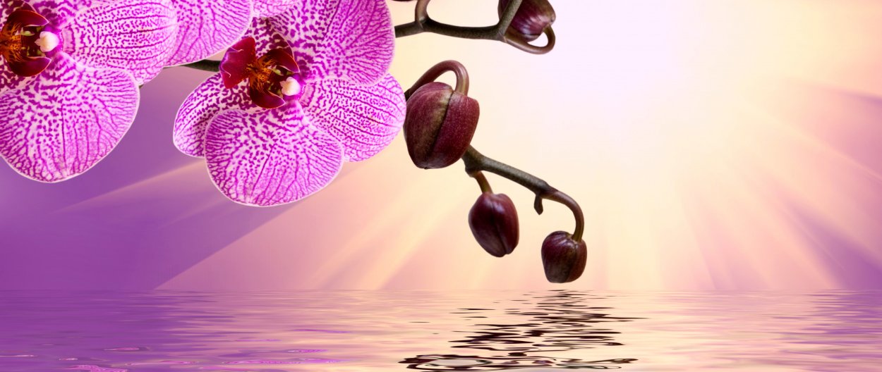 Sogo Yenlin фаленопсис