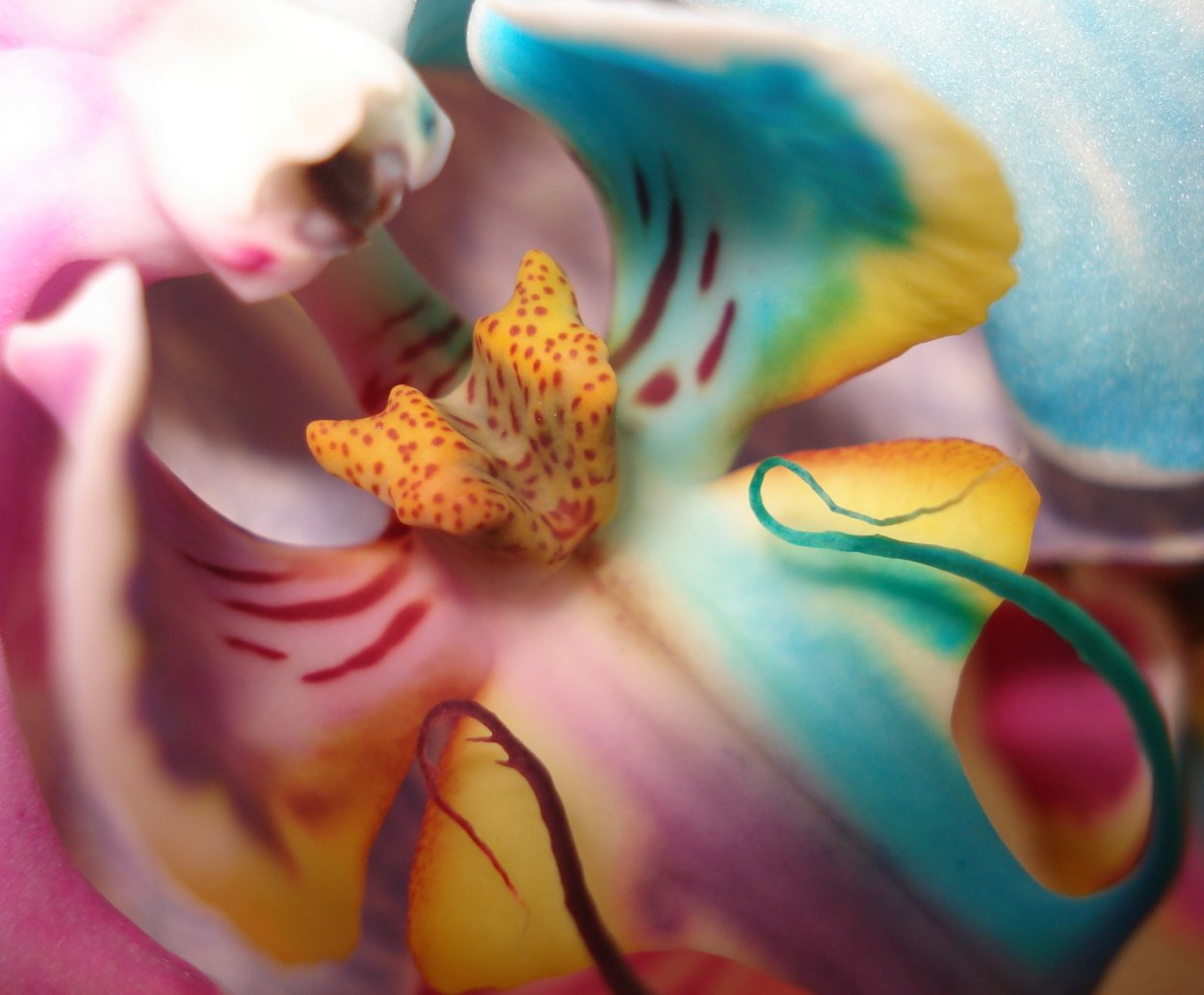 Радужная Орхидея