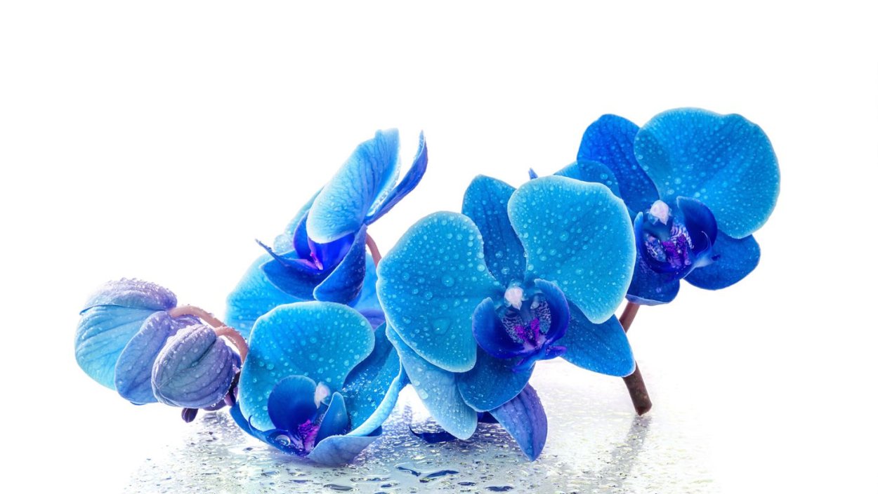 Разноцветные орхидеи