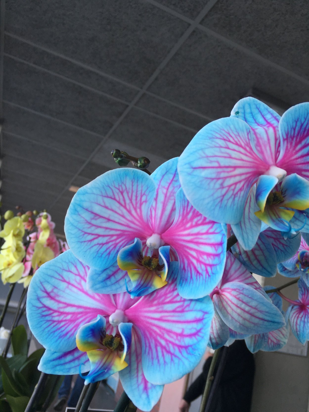 Орхидеи в Аптекарском огороде 2021