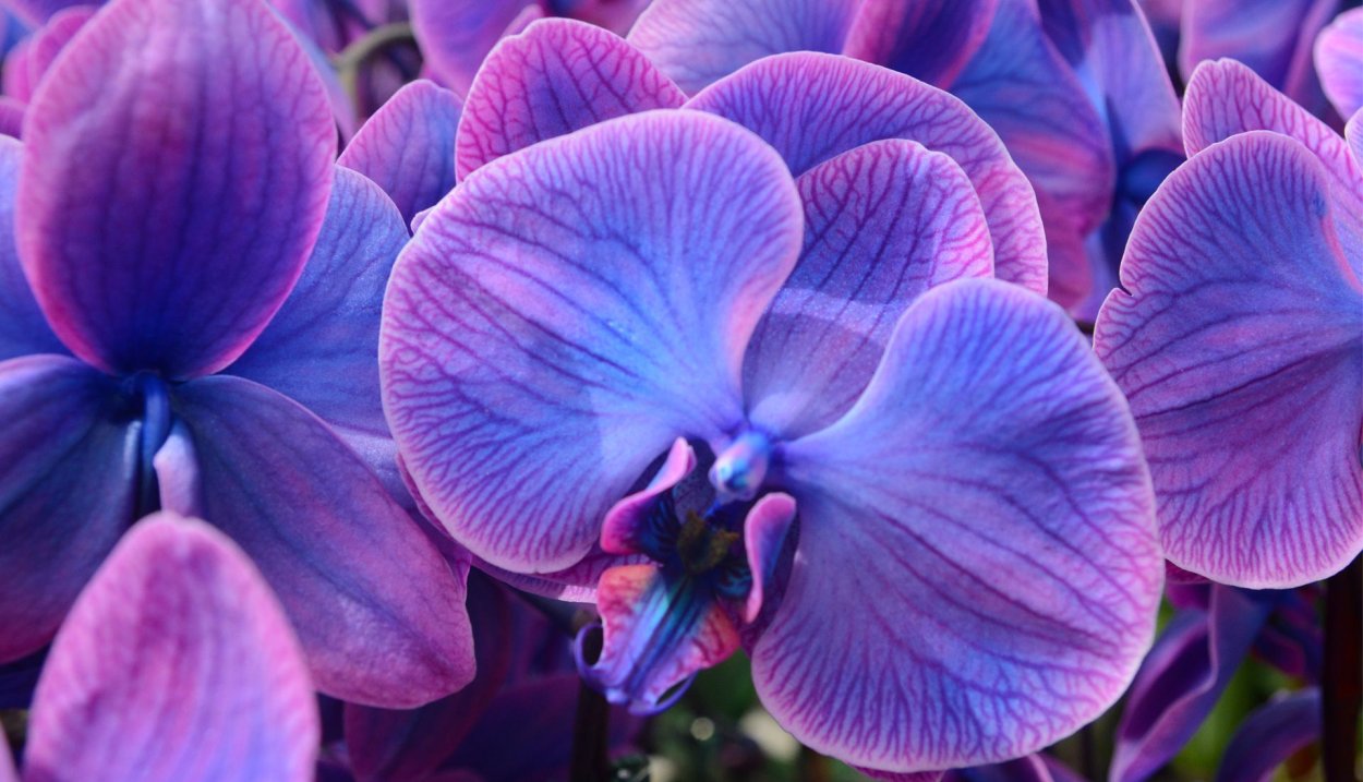 Красивые орхидеи