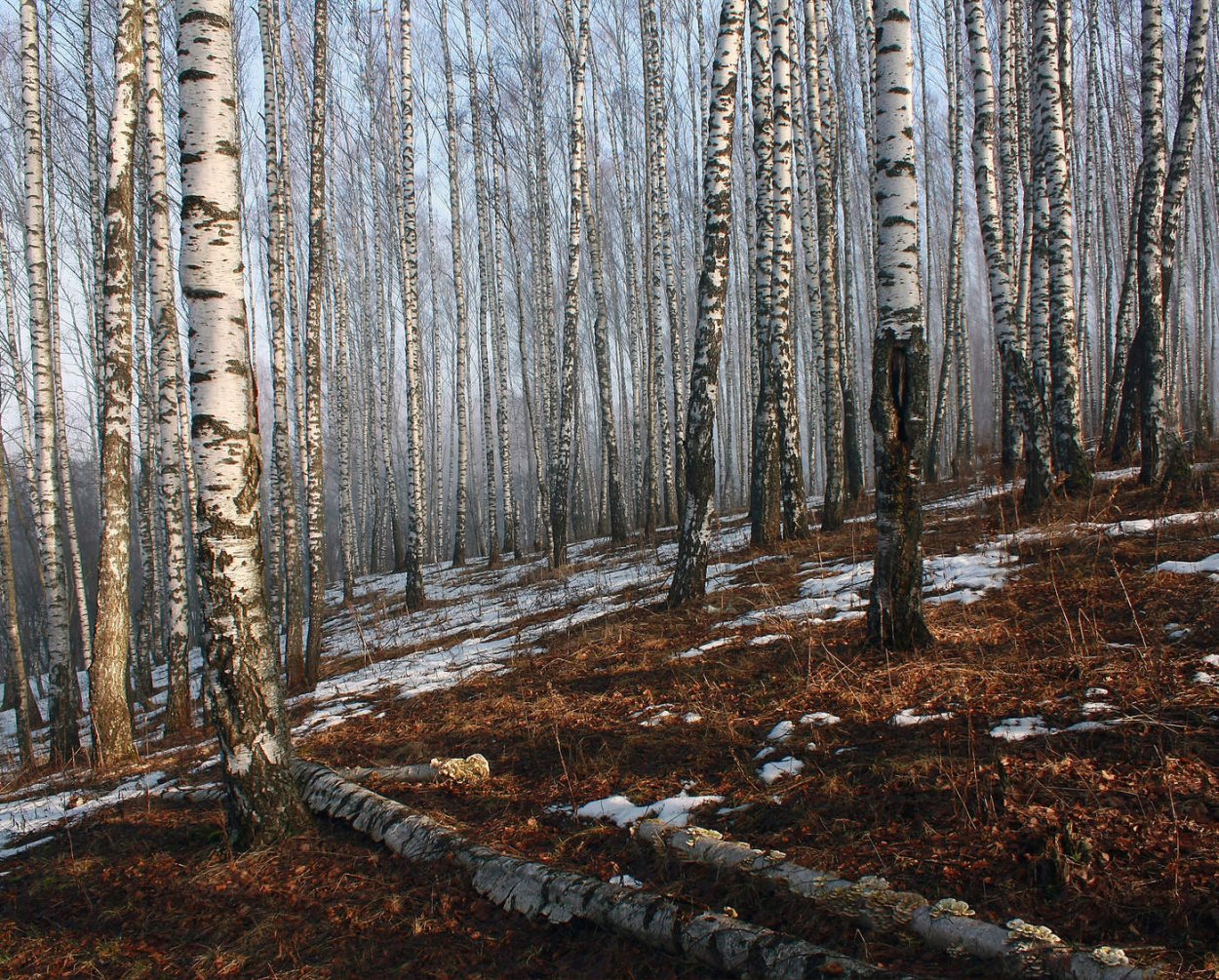 Береза валежник