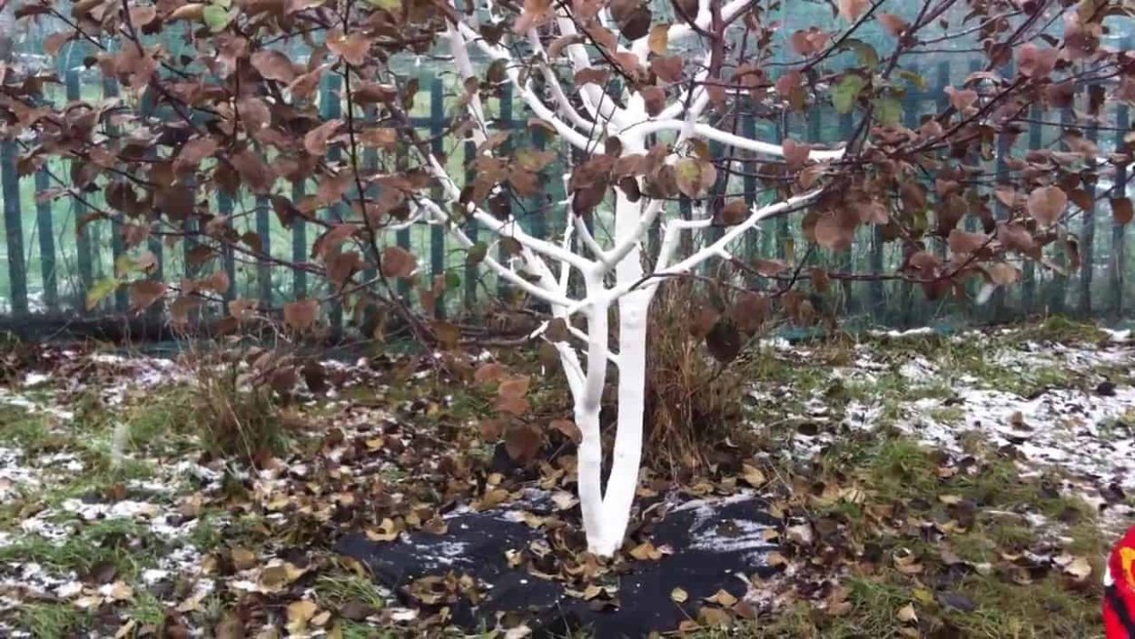 Декоративное дерево для интерьера