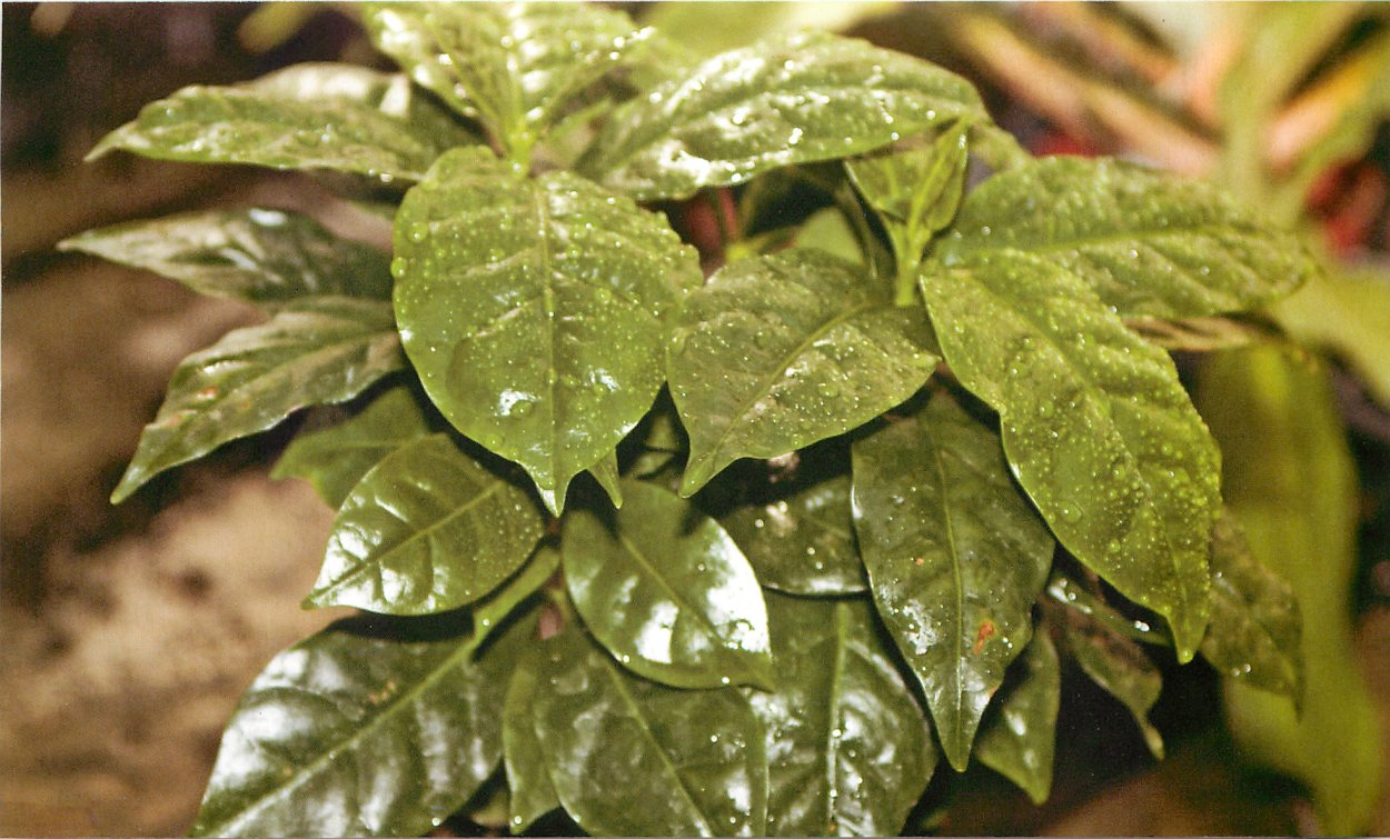 Болезни кофейного дерева