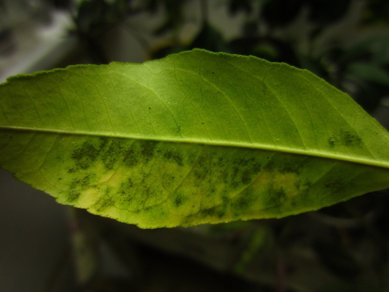 Щитовка на авокадо