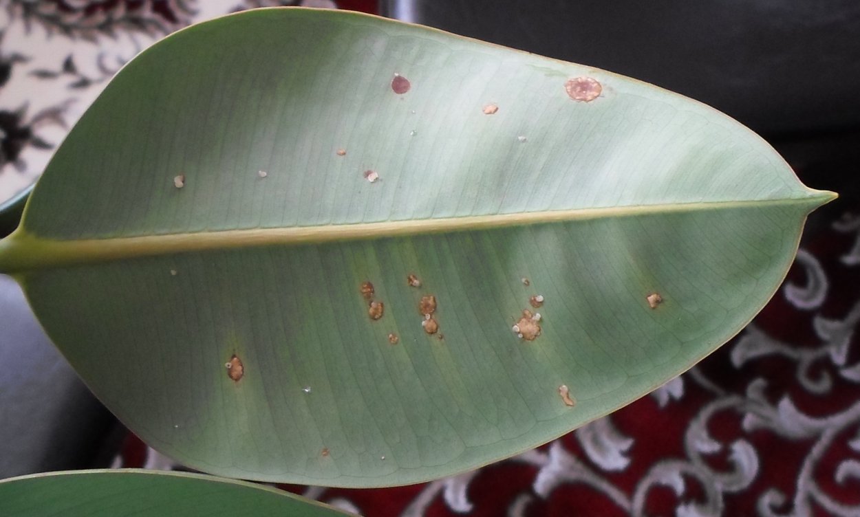 Листья кофейного дерева