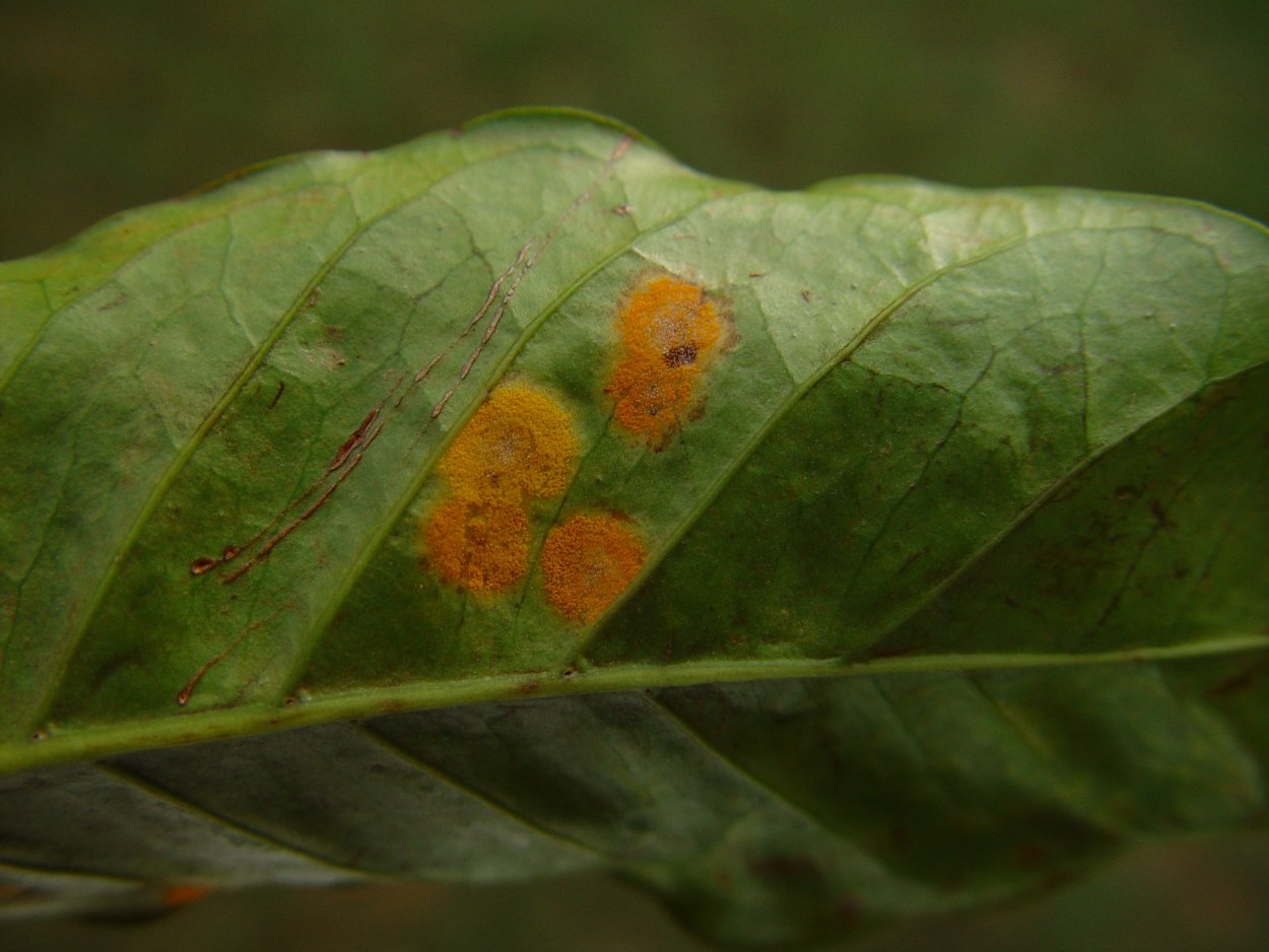 Ржавчина на листьях жимолости