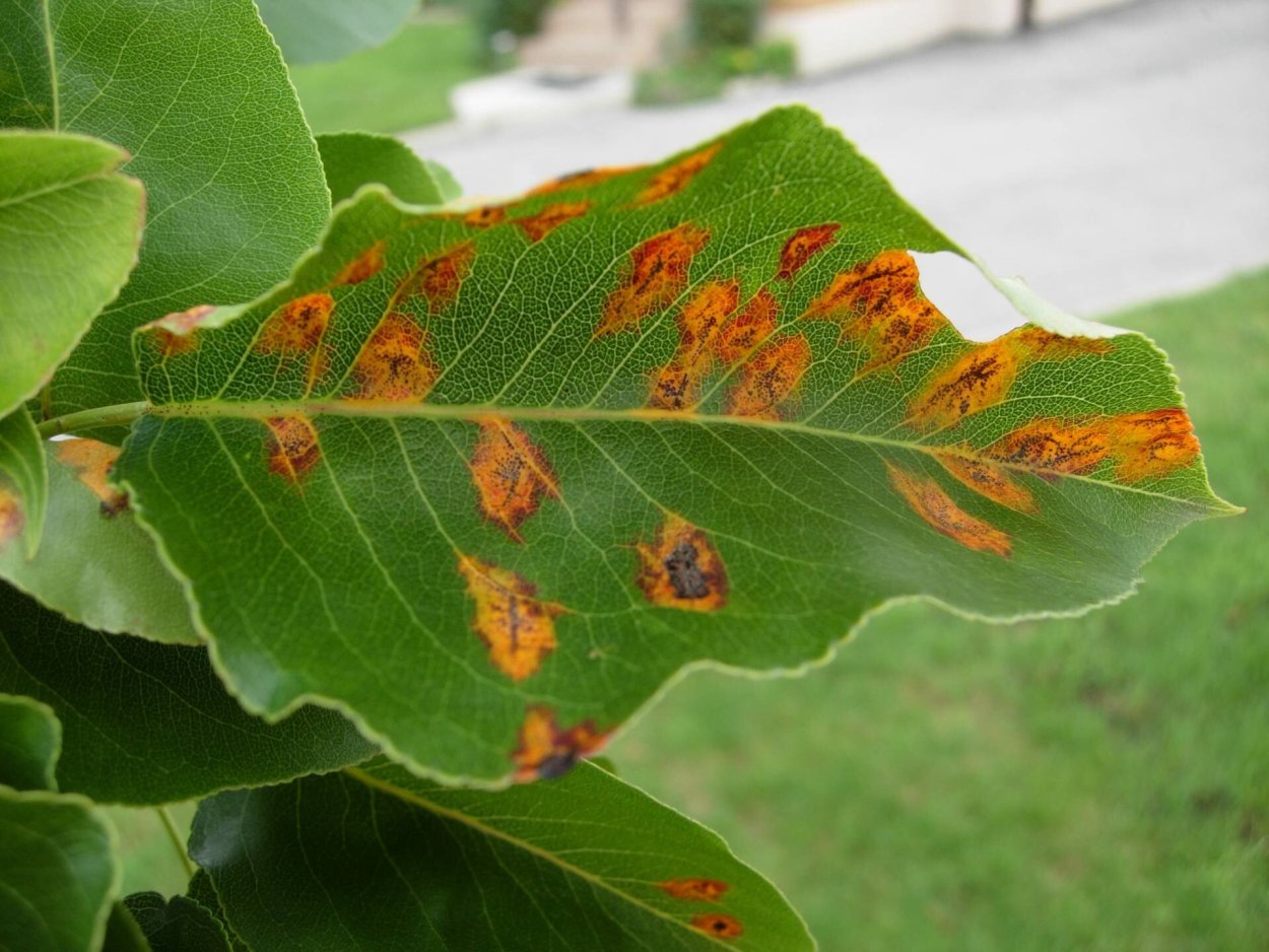 Церкоспороз роз