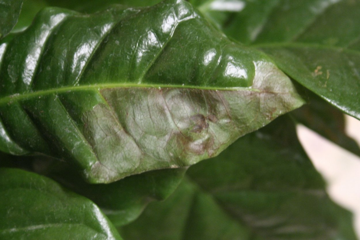 Коричневая пятнистость кофейного дерева