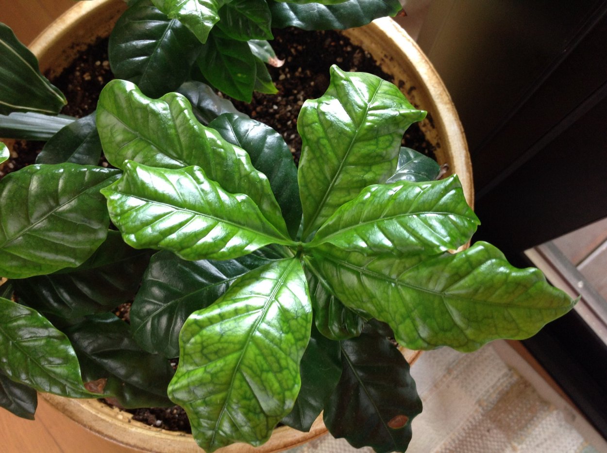 Кофе Арабика листья