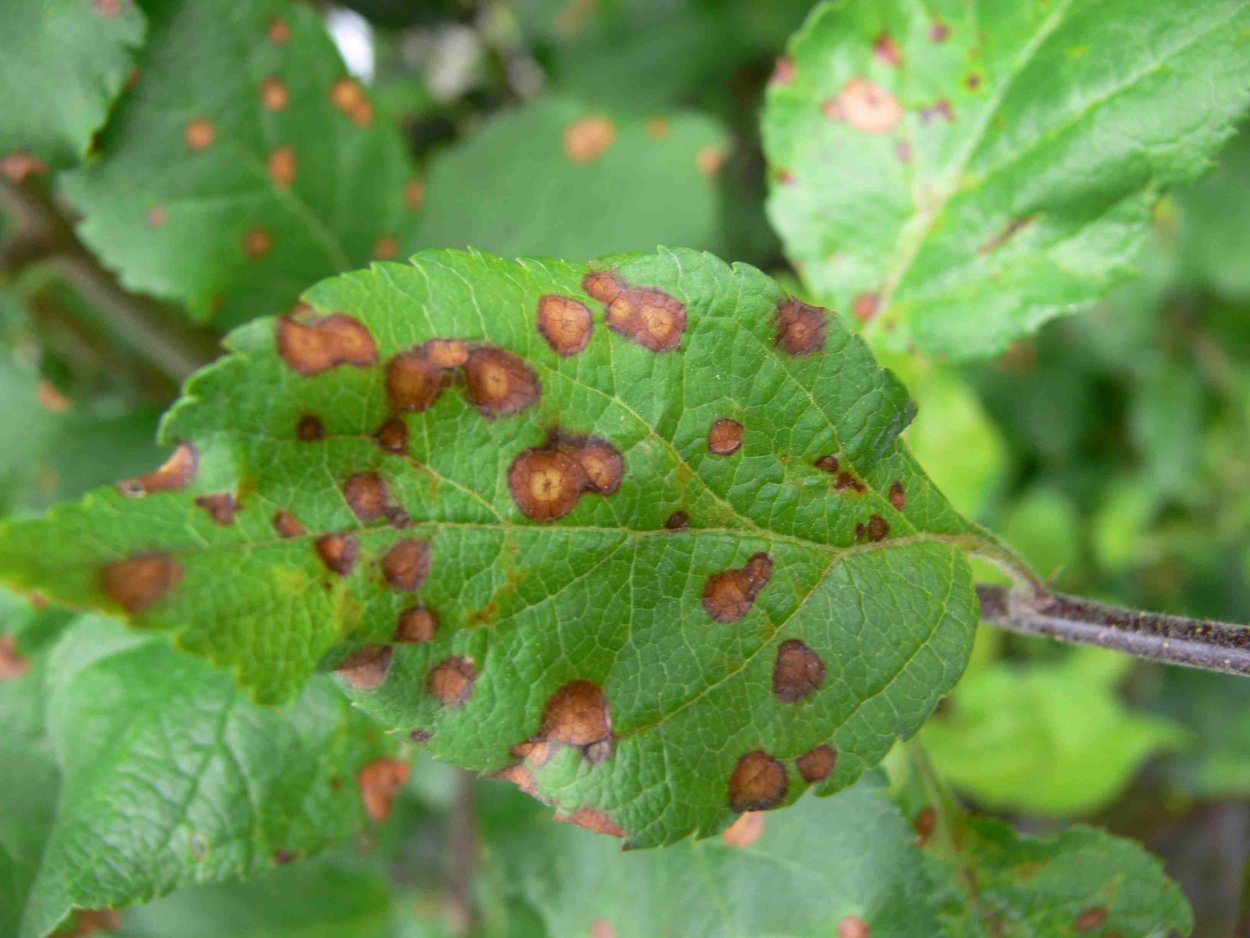 Септориозная пятнистость гортензии