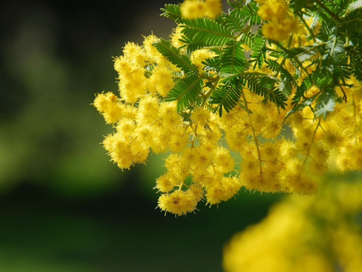 Акация baileyana-Акация Wattle