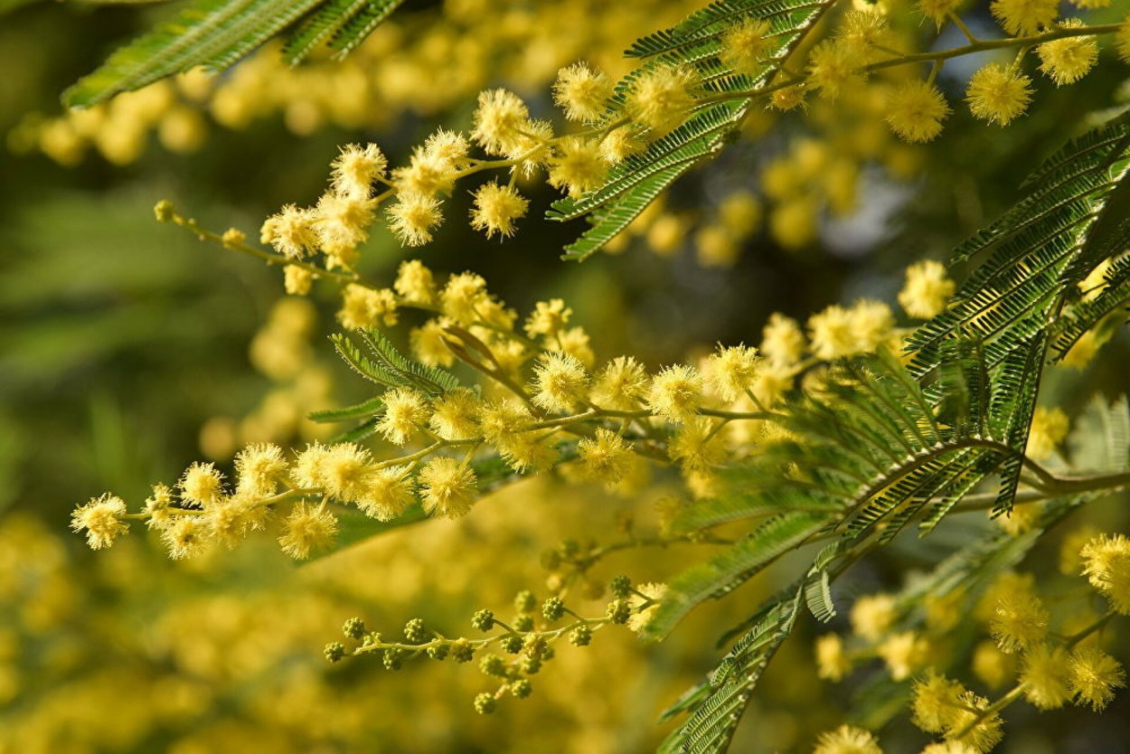 Обои на рабочий стол Мимоза