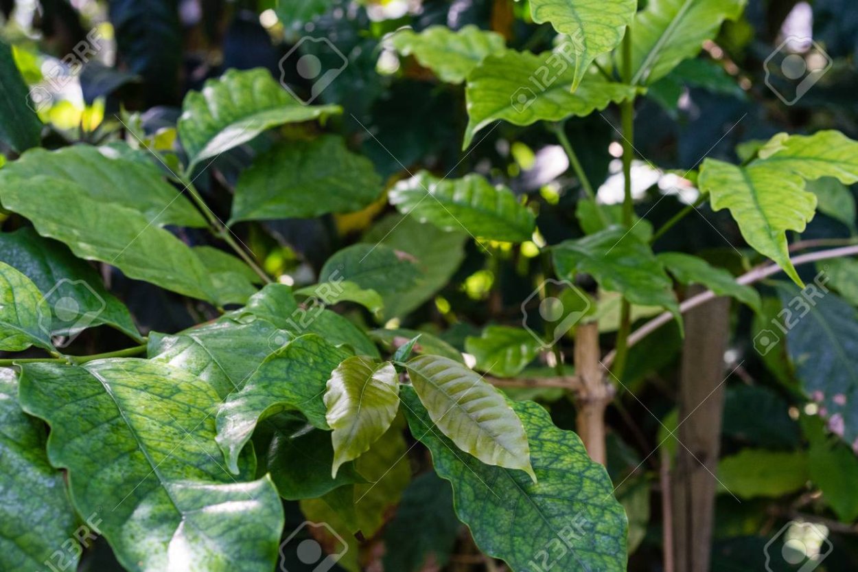 Ожог у листьев кофейного дерева