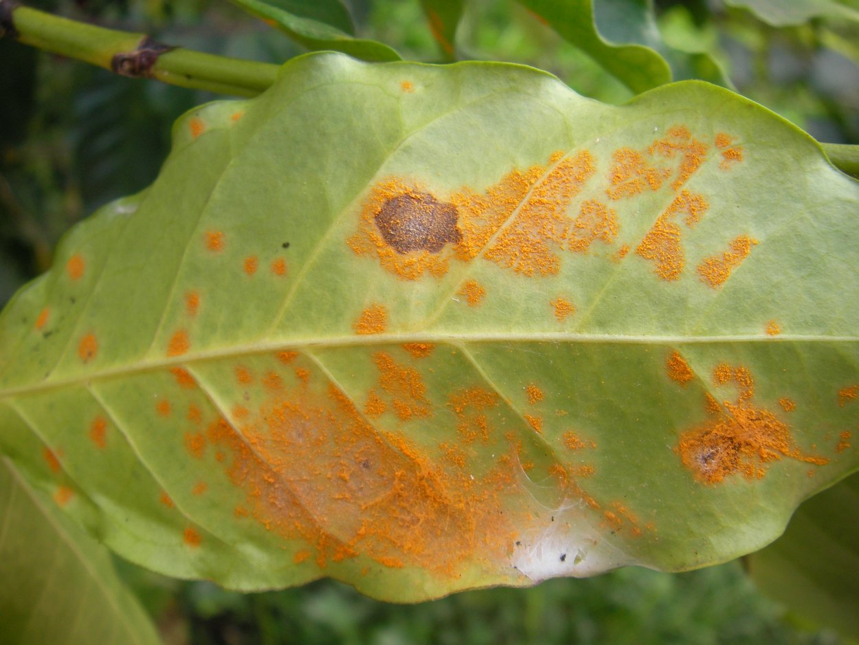 Ржавчина кофейного дерева